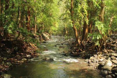 Hiking in the Black River Gorges National Parc - Native Forest - The 3-hour plan: what a “half day” really means here