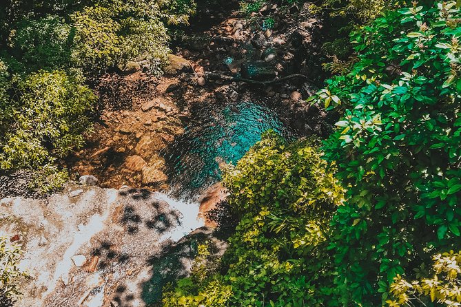 Hiking in the Black River Gorges National Parc - Native Forest - Private guide value: learning plus flexibility