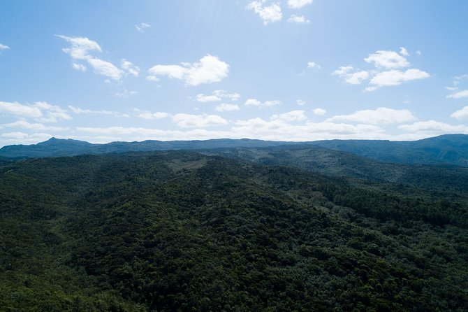 Hiking in the Black River Gorges National Parc - Native Forest - Price and value: is $61.65 per person a good deal?