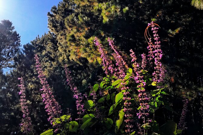 Hiking in the Sierra Norte of Oaxaca - The hike at 2,800–3,100m: expect thin air and steep moments