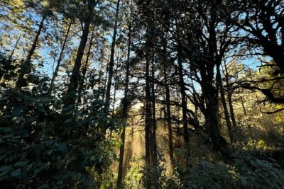 Hiking in the Sierra Norte of Oaxaca - Benign terrain on paper, real terrain on your legs