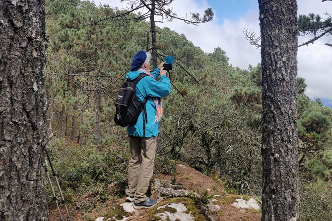 Hiking in the Sierra Norte of Oaxaca - Microclimates and forest details: the guide turns “trees” into a story