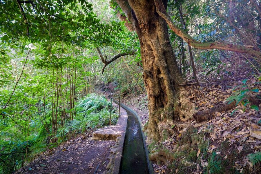 Hiking Madeira: Levada do Rei and the Majestic Laurissilva - Reaching the Laurissilva UNESCO Forest: Birds and Native Growth