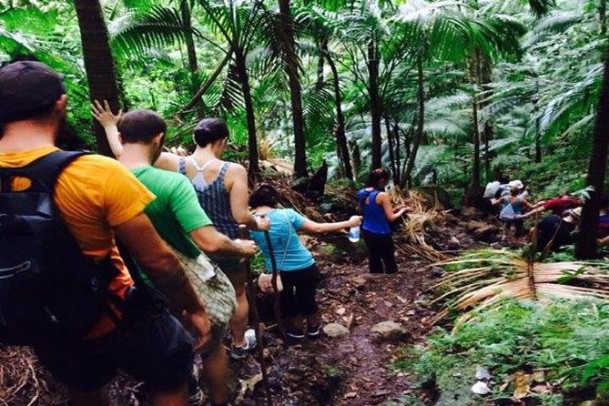 Hiking Mount Liamuiga Volcano in St Kitts - Key highlights you’ll feel from the start