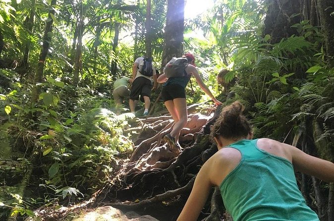 Hiking Mount Liamuiga Volcano in St Kitts - Who should book this hike, and who should skip it