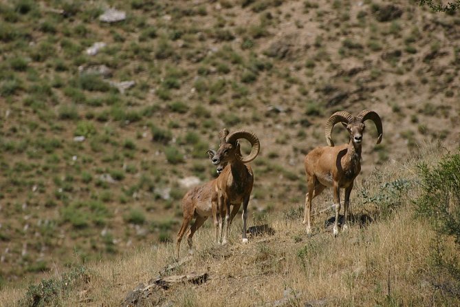 Hiking tour to Hayat, Uhum and Asraf villages – 4 days - Day 3 to Asraf: donkeys for luggage, plus a watermill and Mongol ruins