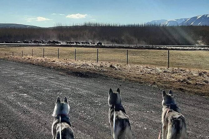 Hiking with Husky in Akureyri (private) - Key highlights worth knowing