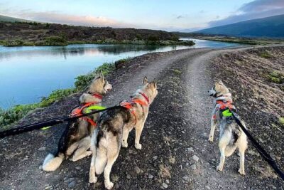 Hiking with Husky in Akureyri (private) - Start Point and Pickup: How to Plan Your Timing