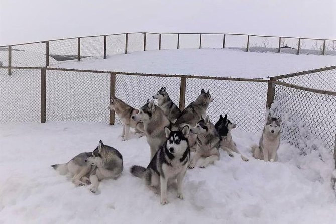 Hiking with Husky in Akureyri (private) - After the Walk: Coffee Break, Dog Stories, and House Visits