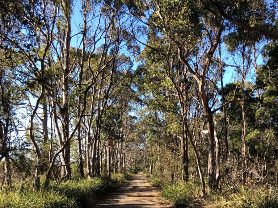 Hobart: Bruny Island Adventure: Hike, Highlights & Tastes - Price and value: what $116 buys you (and what it doesn’t)
