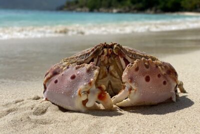 Honeymoon Beach Eco Hike and Snorkel - Where the Tour Starts and How You Get Ready