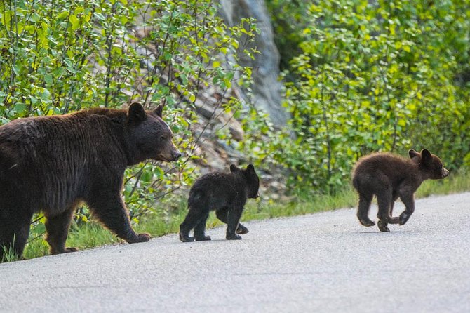 Jasper Wildlife and Sightseeing Tour with Maligne Lake Hike - Why This Jasper Wildlife Tour Feels Like a Best-Of Park Day