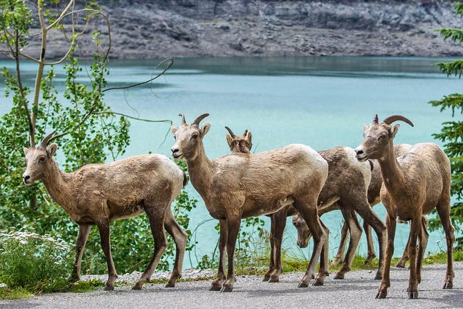 Jasper Wildlife and Sightseeing Tour with Maligne Lake Hike - Stop 2: Medicine Lake Geology Walk and Prime Wildlife Habitat