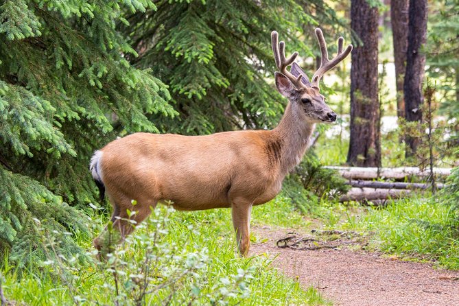 Jasper Wildlife and Sightseeing Tour with Maligne Lake Hike - Stop 3: Maligne Lake Shore Hike (2–3 km) Without the Chaos