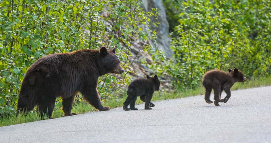 Jasper: Wildlife and Waterfalls Tour with Lakeshore Hike - Who should book this tour, and who might want a different option