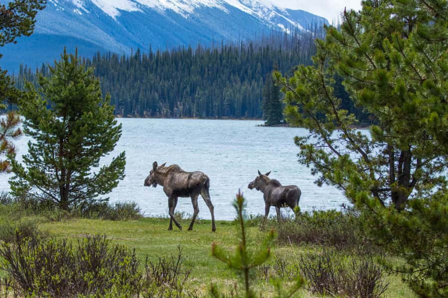 Jasper: Wildlife and Waterfalls Tour with Lakeshore Hike - Entering the Maligne Valley: a comfy ride with real commentary