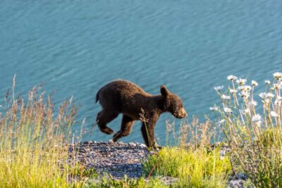 Jasper: Wildlife and Waterfalls Tour with Lakeshore Hike - Wildlife spotting on a schedule, not just luck