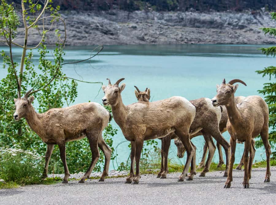 Jasper: Wildlife and Waterfalls Tour with Lakeshore Hike - Maligne Lake Day Lodge and the guided 2–3 km lakeshore hike