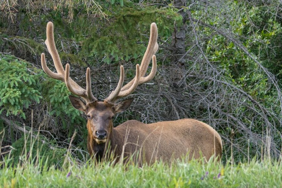 Jasper: Wildlife and Waterfalls Tour with Lakeshore Hike - Your 6-hour timeline: how the day stays focused