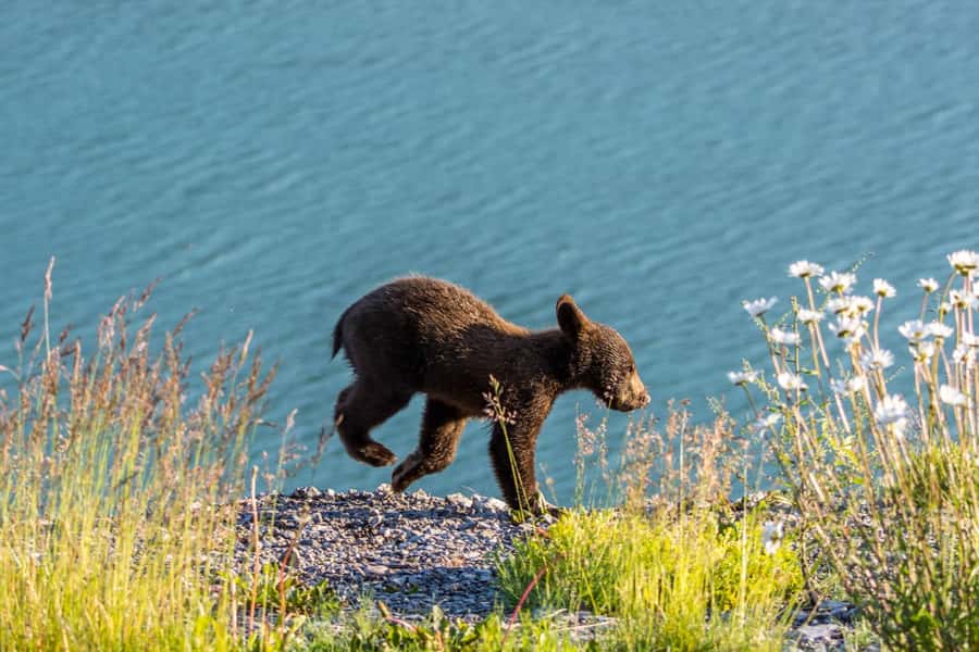 Jasper: Wildlife and Waterfalls Tour with Lakeshore Hike - Wildlife spotting on a schedule, not just luck