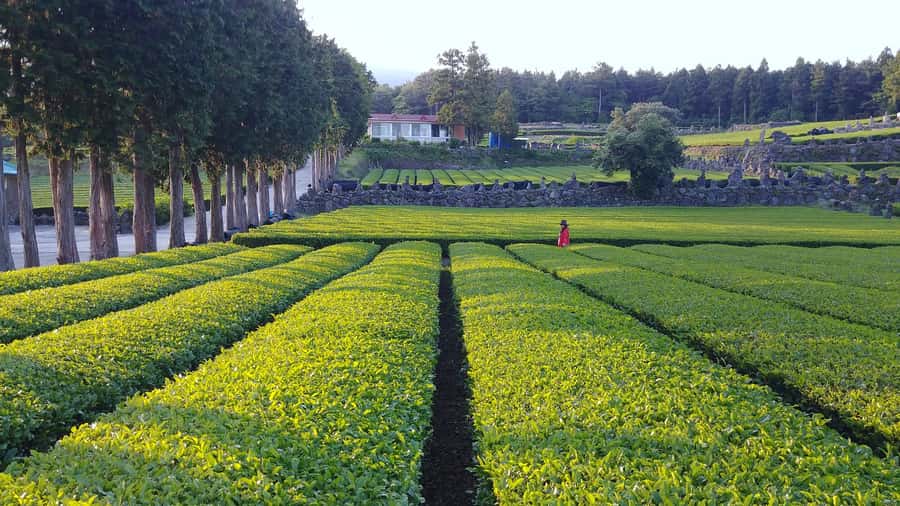 Jeju: Mt. Hallasan Hike and UNESCO Sites Day Tour - Mt. Hallasan via the Eoseungsaengak Trail: the hike is short, but the effort feels real