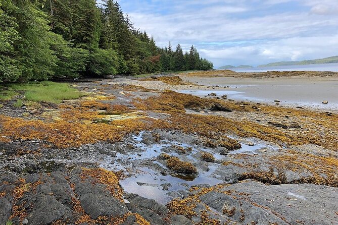 Ketchikan Electric Bike and Rain Forest Hike Ecotour - Who this tour suits best (and who should think twice)