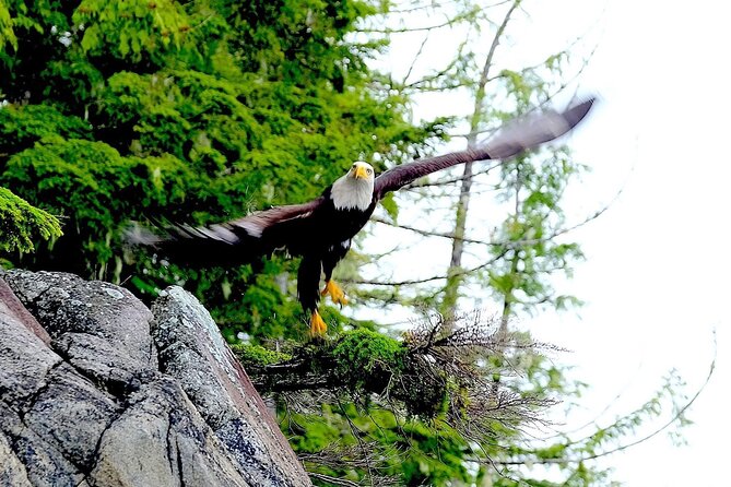 Ketchikan Electric Bike and Rain Forest Hike Ecotour - Should you book Ketchikan Electric Bike and Rain Forest Hike?