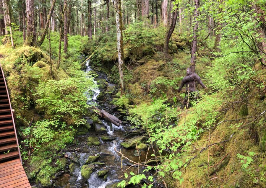 Ketchikan: Tongass Forest Alaska Bigfoot ATV Ride and Hike - UTV Ride: Short, Fun, and Built for the Trail