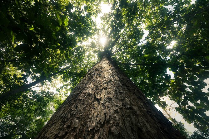 Khao Sok Rainforest | Hiking & Bamboo Rafting - Thai lunch breaks up the day (and veg is covered)