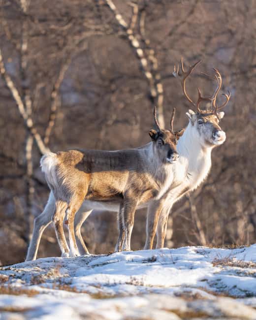 Kiruna: Daytime Snowshoe Hike - The guided walk: trees, tracks, and real nature talk