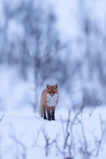 Kiruna: Daytime Snowshoe Hike - Wildlife odds: reindeer and Arctic foxes, and how to spot signs