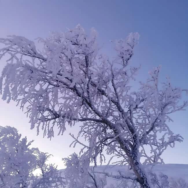 Kiruna: Daytime Snowshoe Hike - Pace and terrain: what “all fitness levels” can mean in real winter