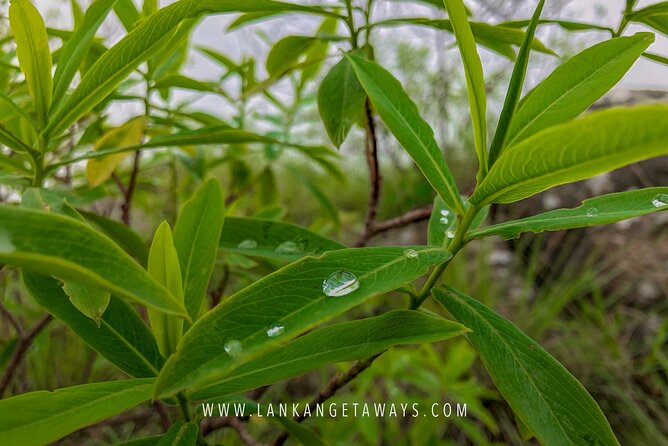 Knuckles Mountain Hiking - The day on foot: tea, bamboo, cloud forest, and a river finish