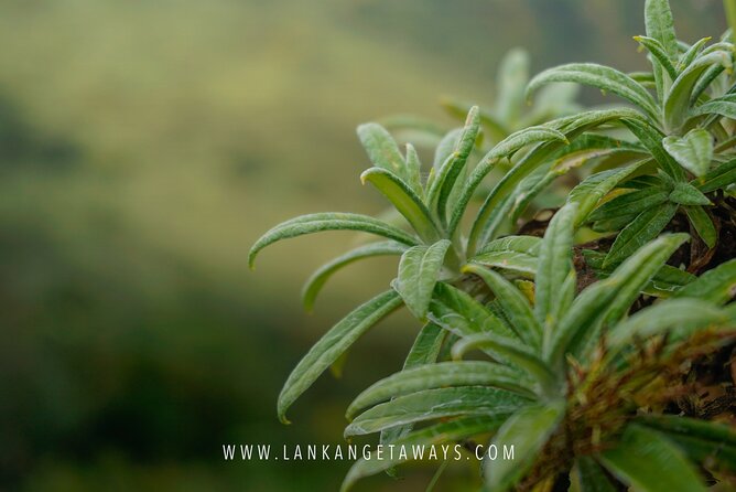 Knuckles Mountain Hiking - From Kandy: how private transport changes the experience