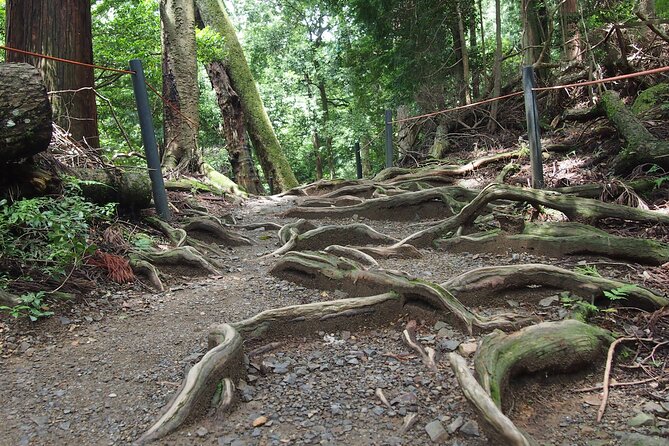 Kyoto Hiking Tour: The Nature and Legends of Kurama and Kibune - Stop 3: Kurama-dera, the Forest Walk, and a Major Shrine