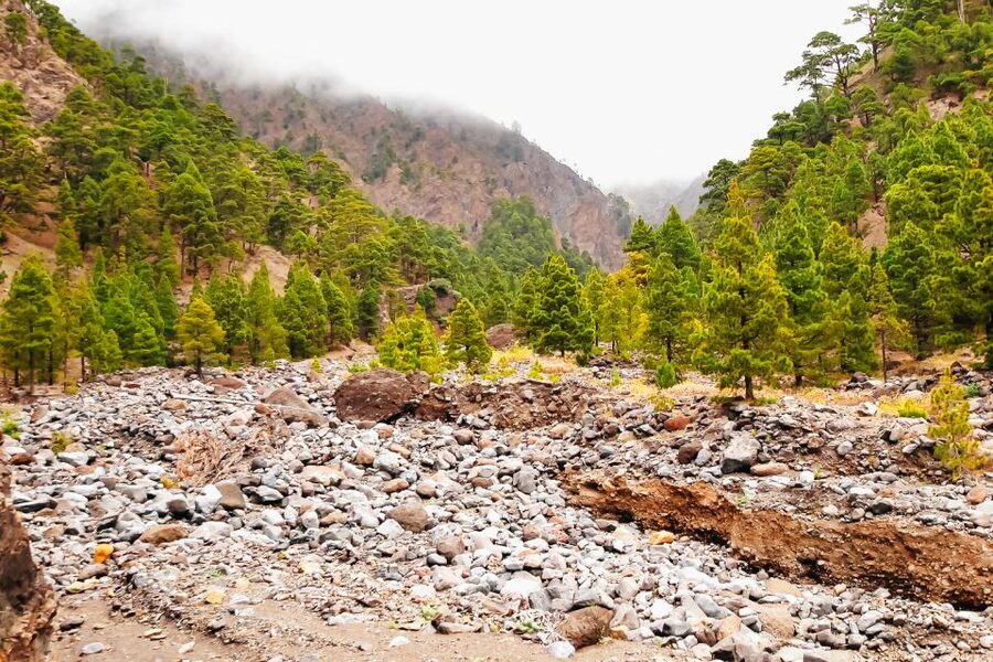 La Palma: Caldera de Taburiente National Park Guided Hike - Price and Time: What $49 Buys in La Palma