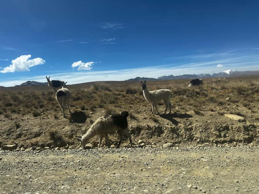 La Paz: Charquini Mountain Guided Hike - Who should book this hike (and who should skip)