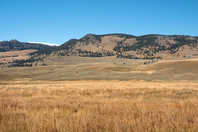 Lamar Valley Safari Hiking Tour with Lunch - Why Lamar Valley Feels Like a Wildlife Safari