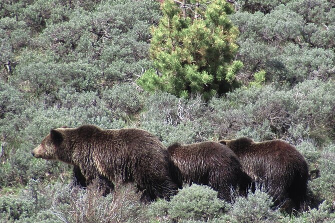 Lamar Valley Safari Hiking Tour with Lunch - Wildlife Viewing Safety: The Stuff That Makes or Breaks the Day