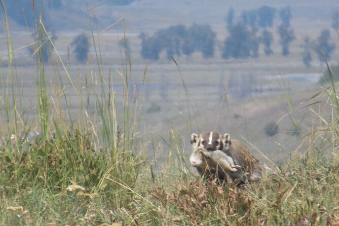 Lamar Valley Safari Hiking Tour with Lunch - A Note on Guides: You’ll Feel the Difference