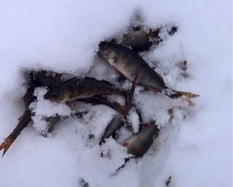 Lapland: Ice Fishing, Floating & BBQ Snow Adventure - Price and value: what you’re paying for at $281 per person
