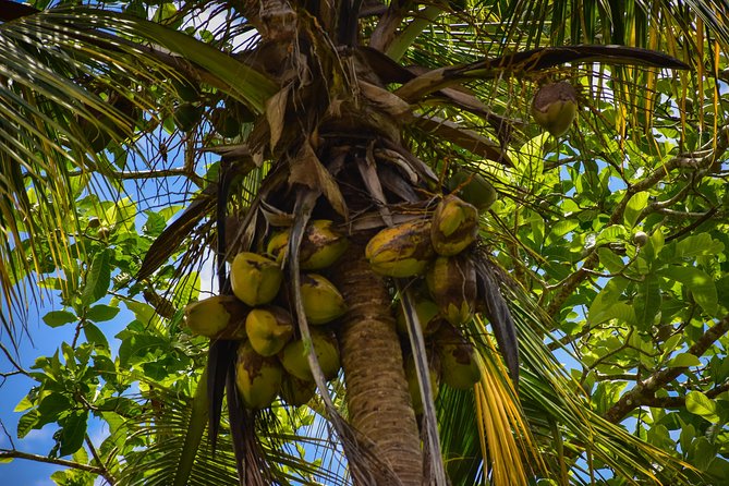Let's do hiking in Punta Cana - The views, wildlife spotting, and why the guide makes it click