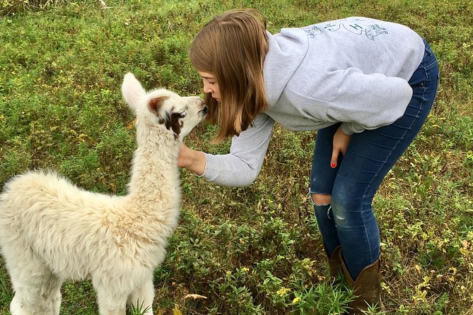 Llama/Alpaca Hike and Farm Tour - Key takeaways before you go
