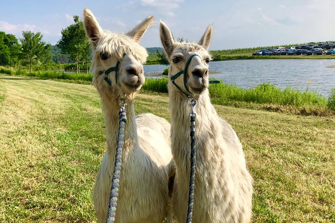 Llama/Alpaca Hike and Farm Tour - Water, tickets, and what’s actually included for $67