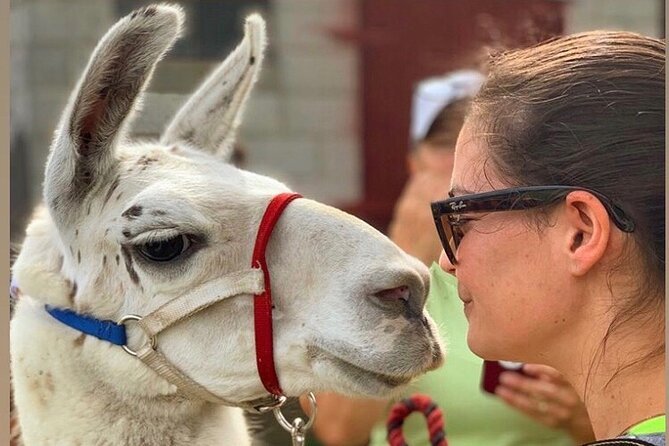 Llama/Alpaca Hike and Farm Tour - Who this is best for (and who should skip it)