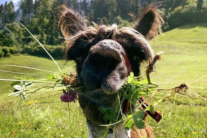 Llama hike through the wonderful Liechtenstein mountains - Lama- & Alpakahof Triesenberg: setting the tone before you walk