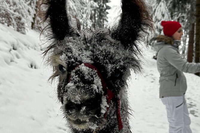 Llama hike through the wonderful Liechtenstein mountains - Anna-Lena and Marc guide the animal handling (and your pace)