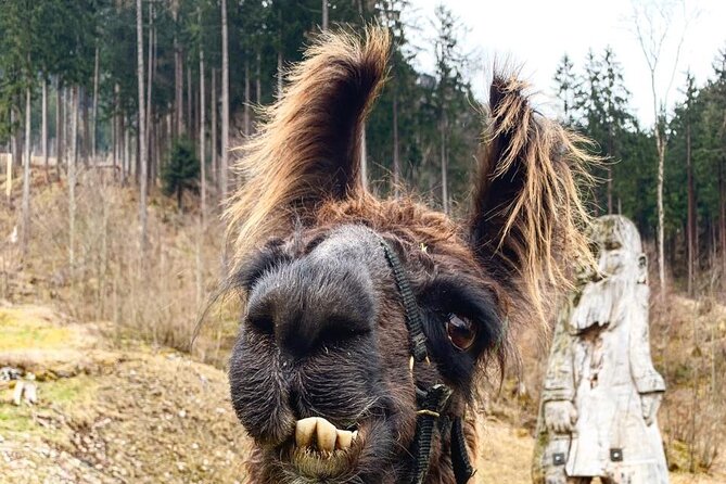 Llama hike through the wonderful Liechtenstein mountains - What you’ll see on the trail: meadows, quiet forest, and real mountain air