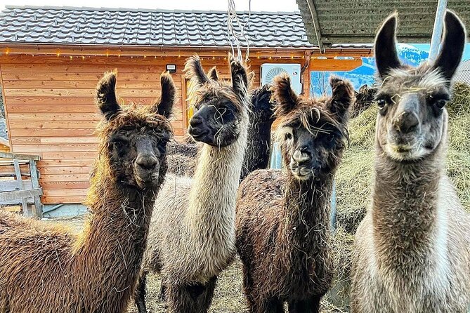 Llama hike through the wonderful Liechtenstein mountains - What to bring (since water and snacks are not included)