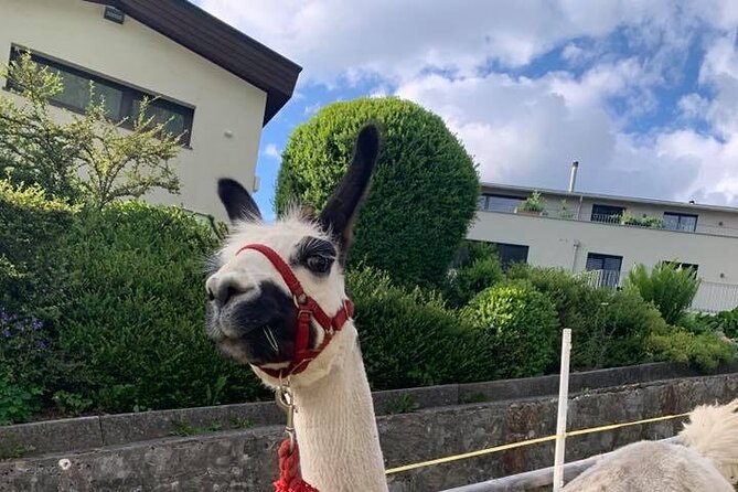 Llama hike through the wonderful Liechtenstein mountains - How much is $73 worth for a Liechtenstein Alps llama hike?